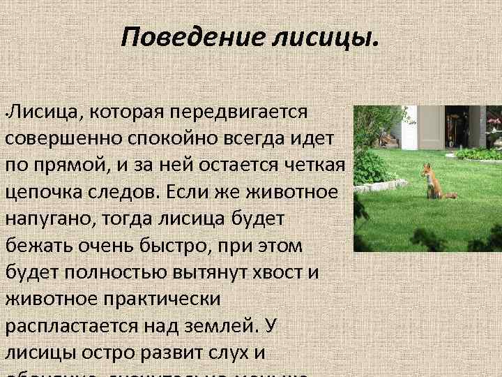 Поведение лисицы. Лисица, которая передвигается совершенно спокойно всегда идет по прямой, и за ней