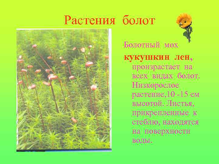 Растения болот Болотный мох кукушкин лен, произрастает на всех видах болот. Низкорослое растение, 10