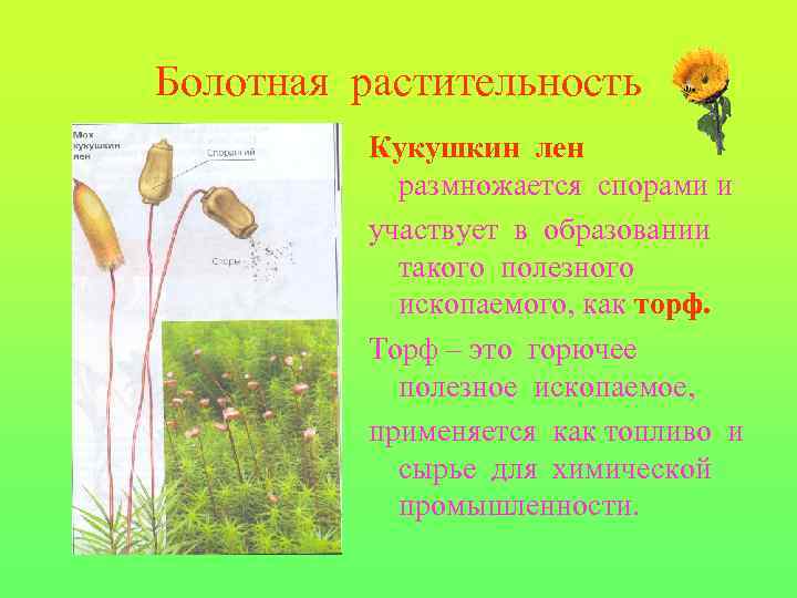 Болотная растительность Кукушкин лен размножается спорами и участвует в образовании такого полезного ископаемого, как