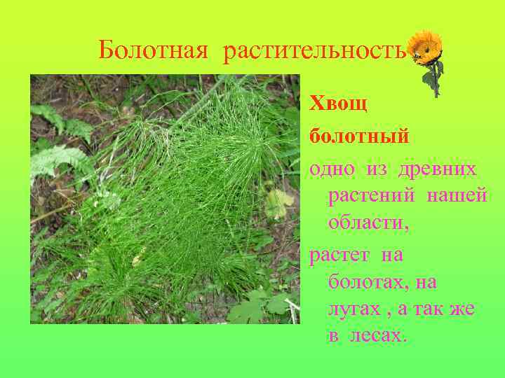 Болотная растительность Хвощ болотный одно из древних растений нашей области, растет на болотах, на