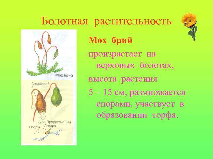 Болотная растительность Мох брий произрастает на верховых болотах, высота растения 5 – 15 см,