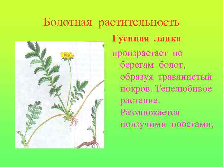 Болотная растительность Гусиная лапка произрастает по берегам болот, образуя травянистый покров. Тенелюбивое растение. Размножается