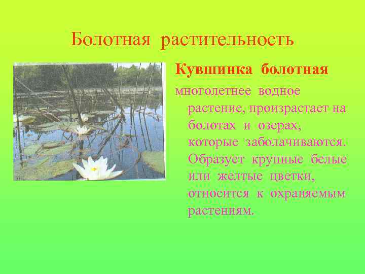 Болотная растительность Кувшинка болотная многолетнее водное растение, произрастает на болотах и озерах, которые заболачиваются.