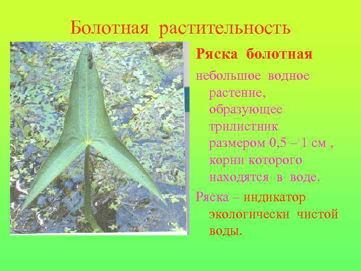 Болотная растительность Ряска болотная небольшое водное растение, образующее трилистник размером 0, 5 – 1