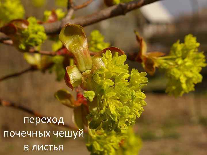 переход почечных чешуй в листья 