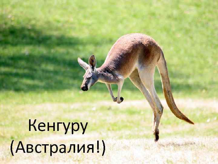 Кенгуру (Австралия!) 