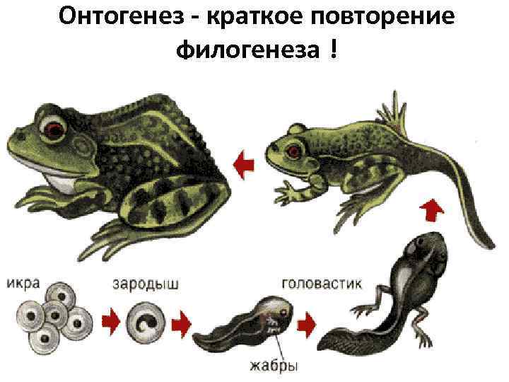 Онтогенез - краткое повторение филогенеза ! 