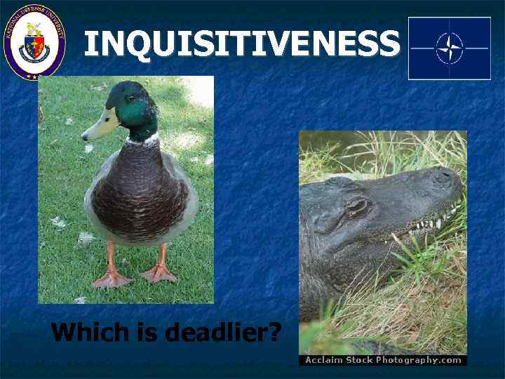INQUISITIVENESS Which is deadlier? 