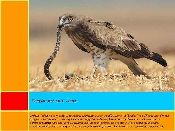 Тваринний світ. Птах Змієїд. Гніздиться у старих високостовбурних лісах, здебільшого на Поліссі та в