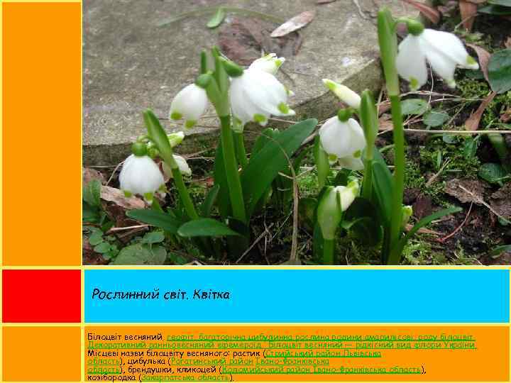 Рослинний світ. Квітка Білоцвіт весняний. геофіт, багаторічна цибулинна рослина родини амарилісові, роду білоцвіт. Декоративний