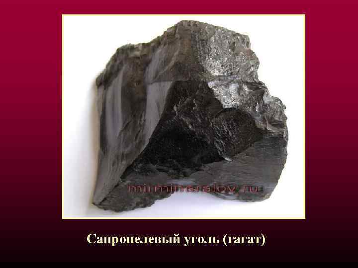 Сапропелевый уголь (гагат) 