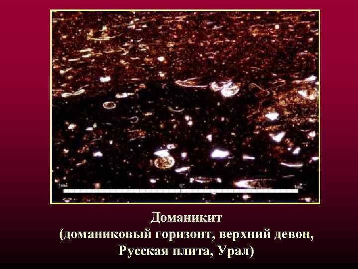 Доманикит (доманиковый горизонт, верхний девон, Русская плита, Урал) 