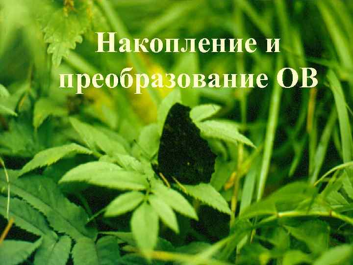 Накопление и преобразование ОВ 
