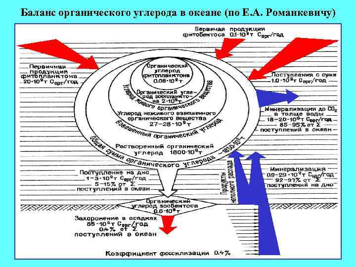 Баланс органического углерода в океане (по Е. А. Романкевичу) 