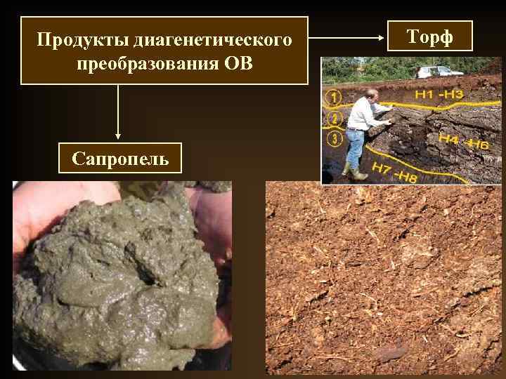 Продукты диагенетического преобразования ОВ Сапропель Торф 