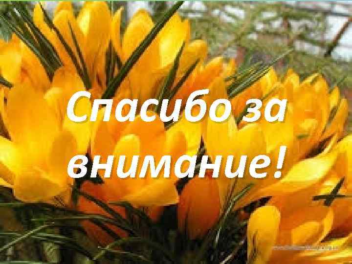 Спасибо за внимание! 