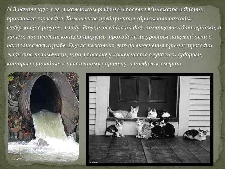 И В начале 1970 -х гг. в маленьком рыбачьем поселке Минамата в Японии произошла