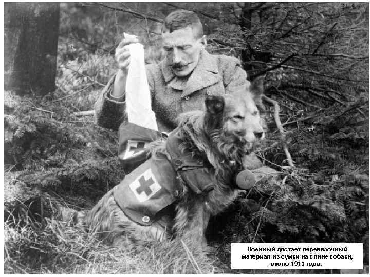 Военный достаёт перевязочный материал из сумки на спине собаки, около 1915 года. 