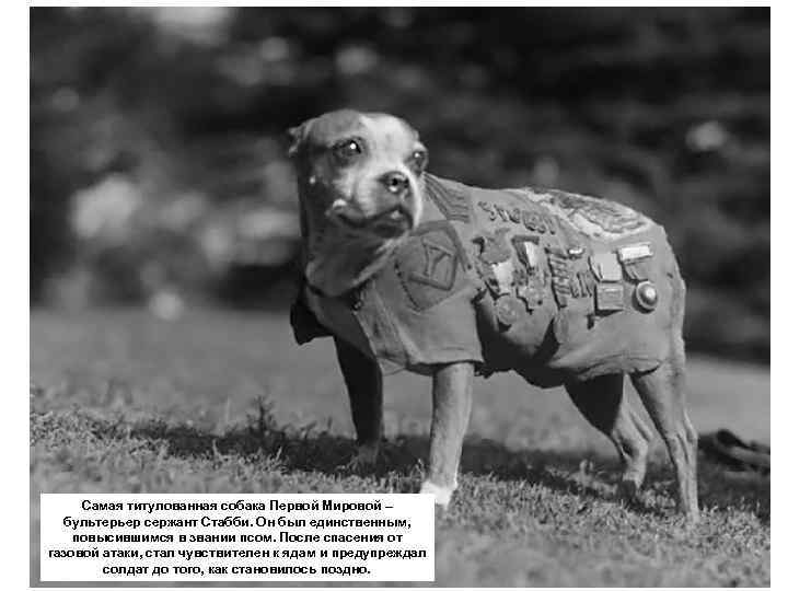 Самая титулованная собака Первой Мировой – бультерьер сержант Стабби. Он был единственным, повысившимся в