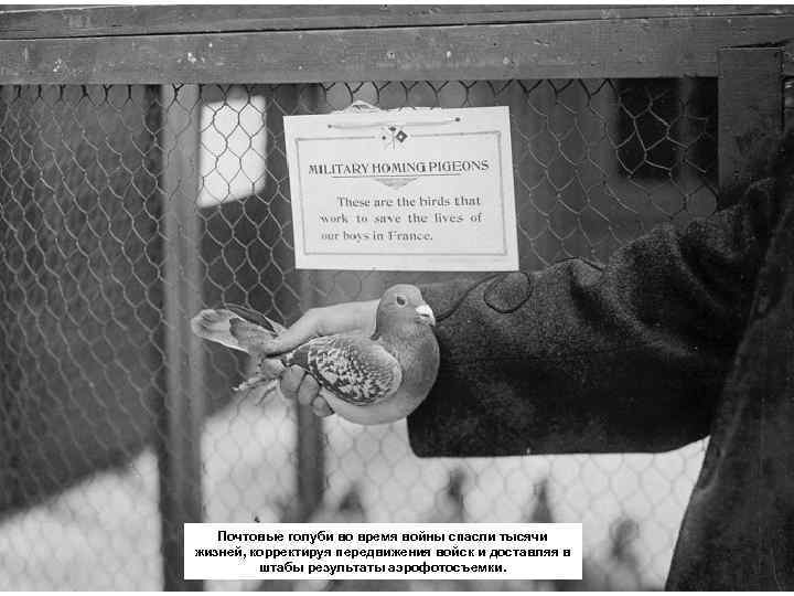Почтовые голуби во время войны спасли тысячи жизней, корректируя передвижения войск и доставляя в
