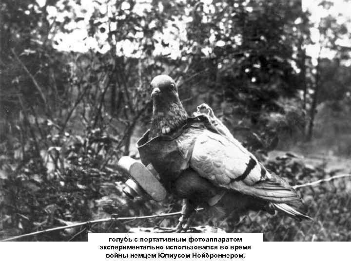 голубь с портативным фотоаппаратом экспериментально использовался во время войны немцем Юлиусом Нойброннером. 
