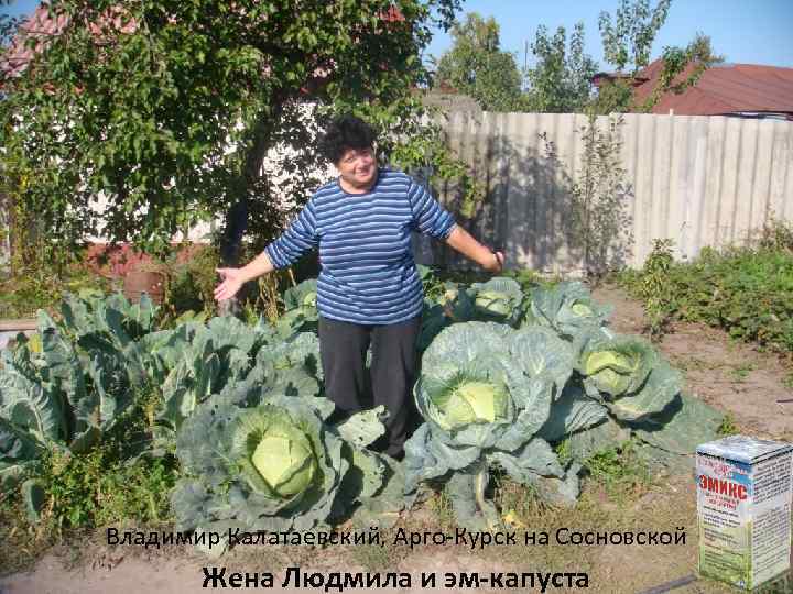 Владимир Калатаевский, Арго-Курск на Сосновской Жена Людмила и эм-капуста 