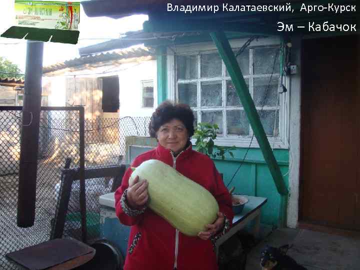 Владимир Калатаевский, Арго-Курск Эм – Кабачок 