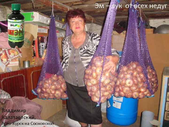 Эм – лук от всех недуг Владимир Калатаевский, Арго-Курск на Сосновской 