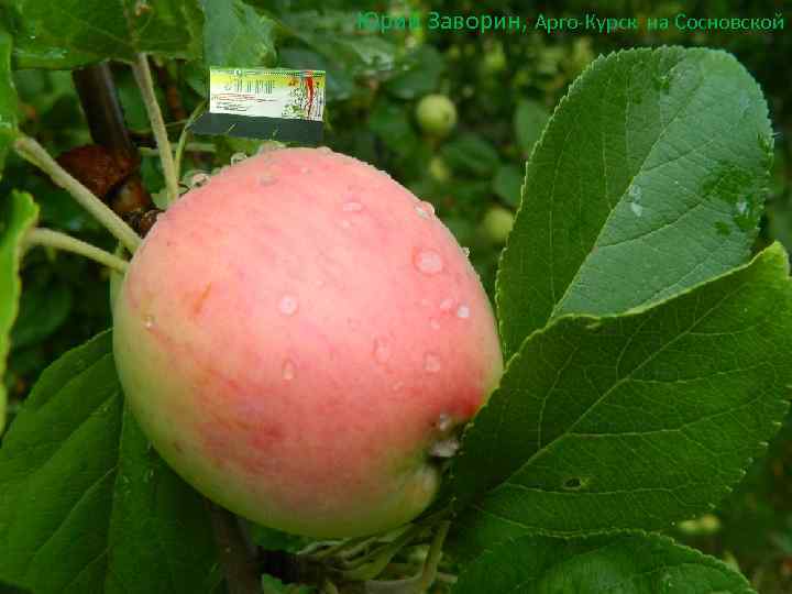 Юрий Заворин, Арго-Курск на Сосновской 