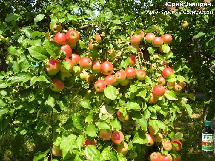 Юрий Заворин, Арго-Курск на Сосновской 