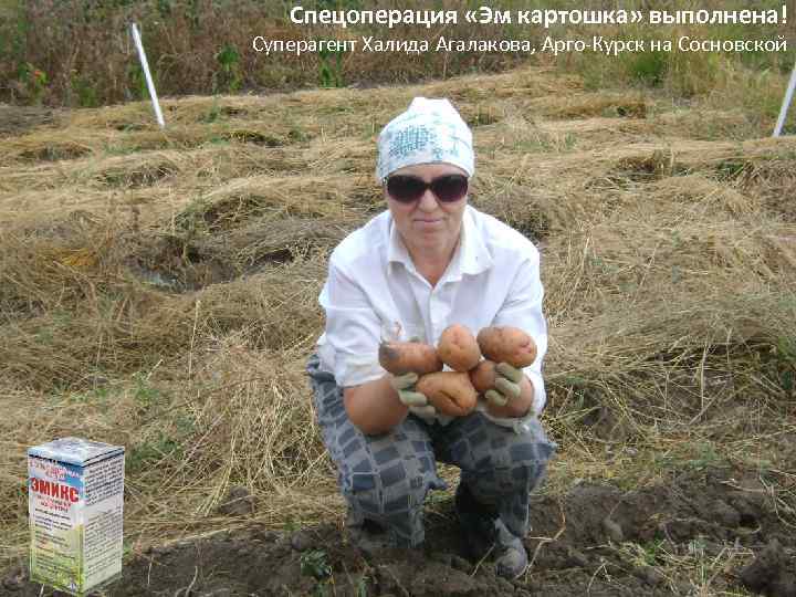 Спецоперация «Эм картошка» выполнена! Суперагент Халида Агалакова, Арго-Курск на Сосновской 