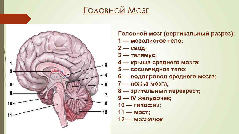 Мозолистое тело картинка