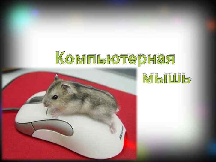 Компьютерная мышь 