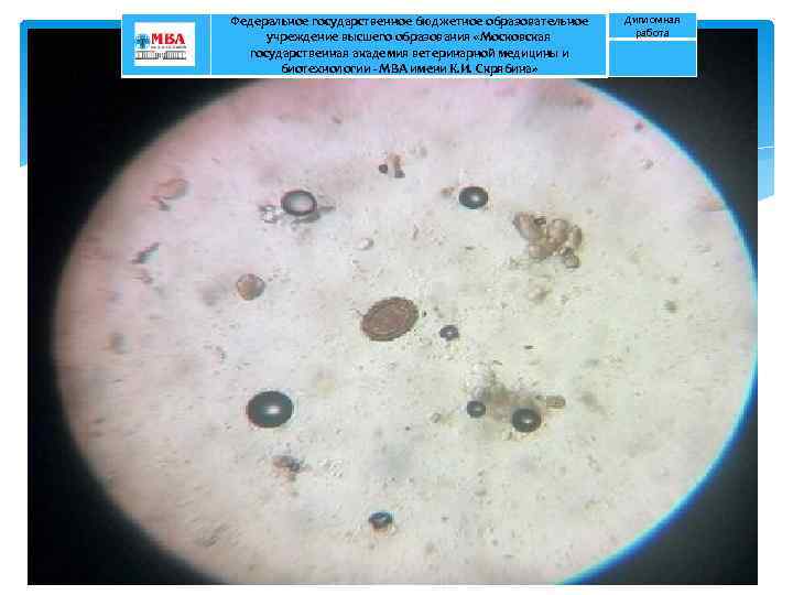 Федеральное государственное бюджетное образовательное учреждение высшего образования «Московская государственная академия ветеринарной медицины и биотехнологии
