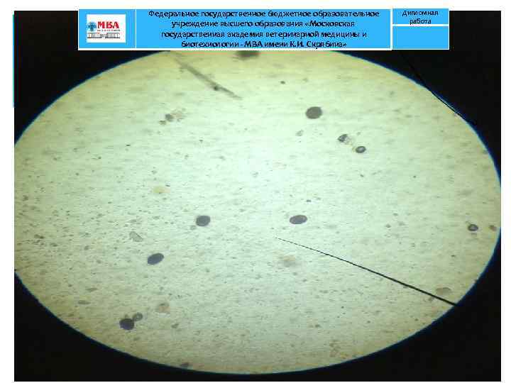 Федеральное государственное бюджетное образовательное учреждение высшего образования «Московская государственная академия ветеринарной медицины и биотехнологии