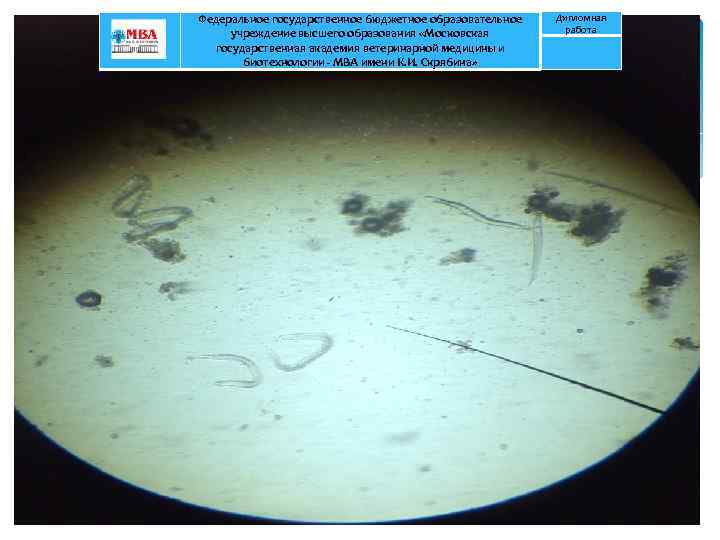 Федеральное государственное бюджетное образовательное учреждение высшего образования «Московская государственная академия ветеринарной медицины и биотехнологии