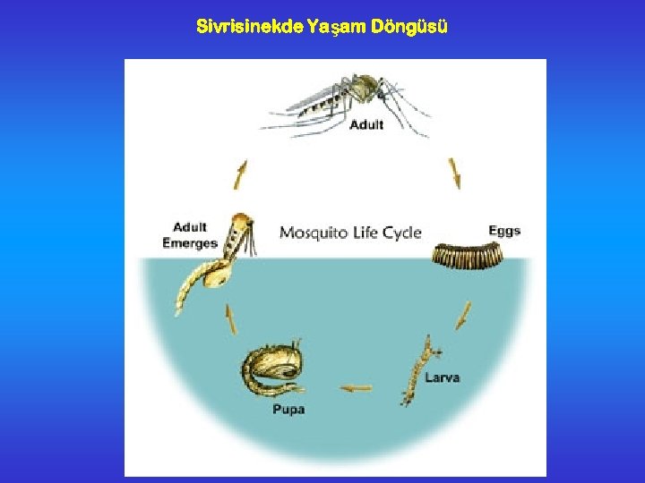 Sivrisinekde Yaşam Döngüsü 