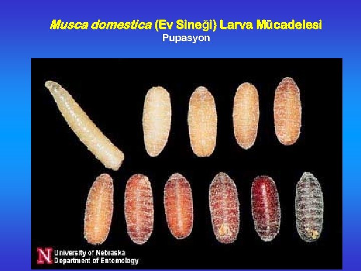 Musca domestica (Ev Sineği) Larva Mücadelesi Pupasyon 