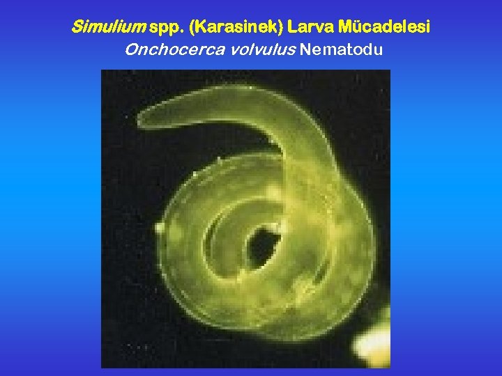 Simulium spp. (Karasinek) Larva Mücadelesi Onchocerca volvulus Nematodu 