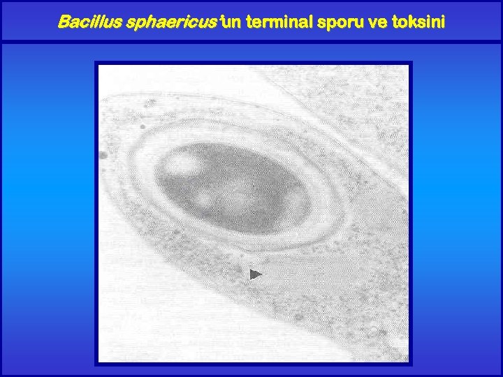 Bacillus sphaericus’un terminal sporu ve toksini 
