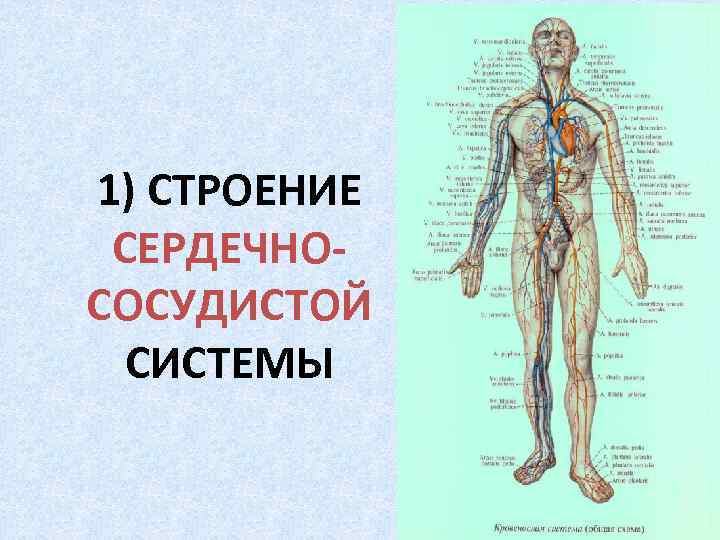 1) СТРОЕНИЕ СЕРДЕЧНОСОСУДИСТОЙ СИСТЕМЫ 