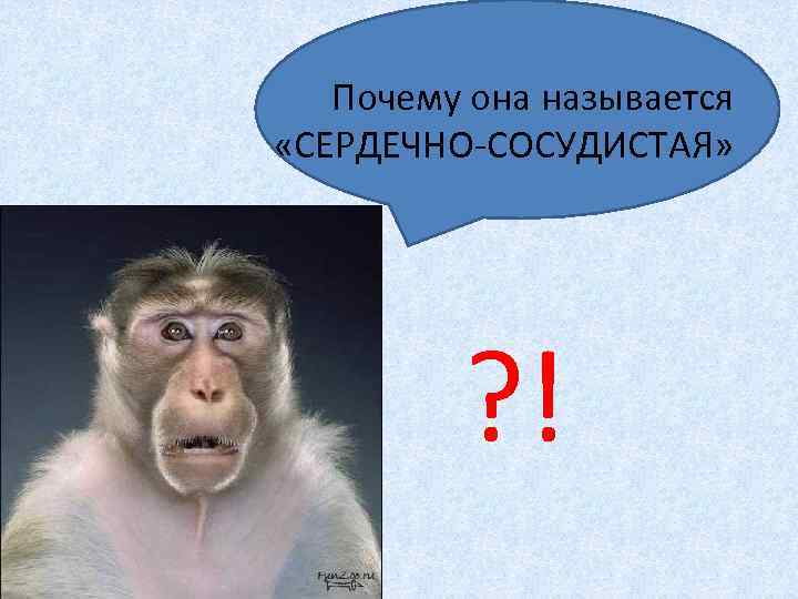 Почему она называется «СЕРДЕЧНО-СОСУДИСТАЯ» ? ! 