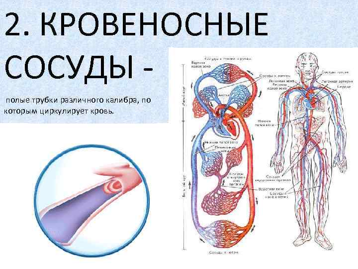 2. КРОВЕНОСНЫЕ СОСУДЫ - полые трубки различного калибра, по которым циркулирует кровь. 