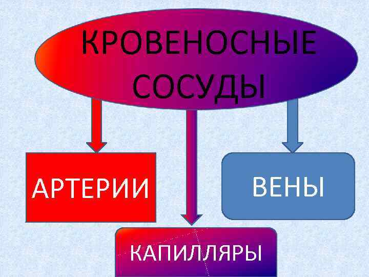 КРОВЕНОСНЫЕ СОСУДЫ АРТЕРИИ ВЕНЫ КАПИЛЛЯРЫ 