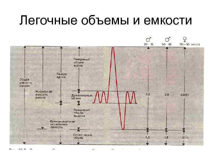 Легочные объемы и емкости 