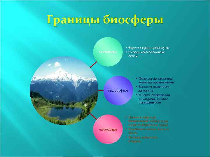 Границы биосферы атмосфера • Верхняя граница: 20 -25 км • Ограничена озоновым слоем гидросфера