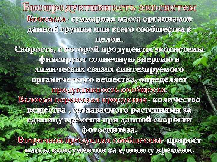 Биопродуктивность экосистем Биомасса- суммарная масса организмов данной группы или всего сообщества в целом. Скорость,