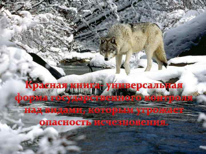 Красная книга- универсальная форма государственного контроля над видами, которым угрожает опасность исчезновения. 