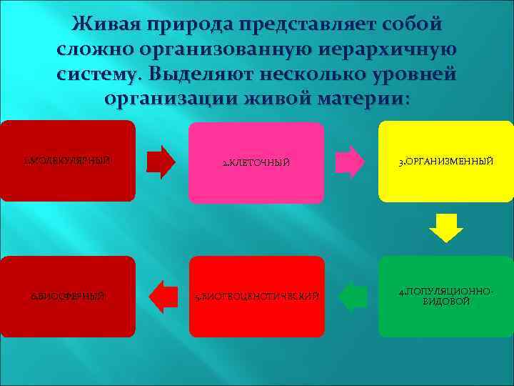 Живая природа представляет собой сложно организованную иерархичную систему. Выделяют несколько уровней организации живой материи: