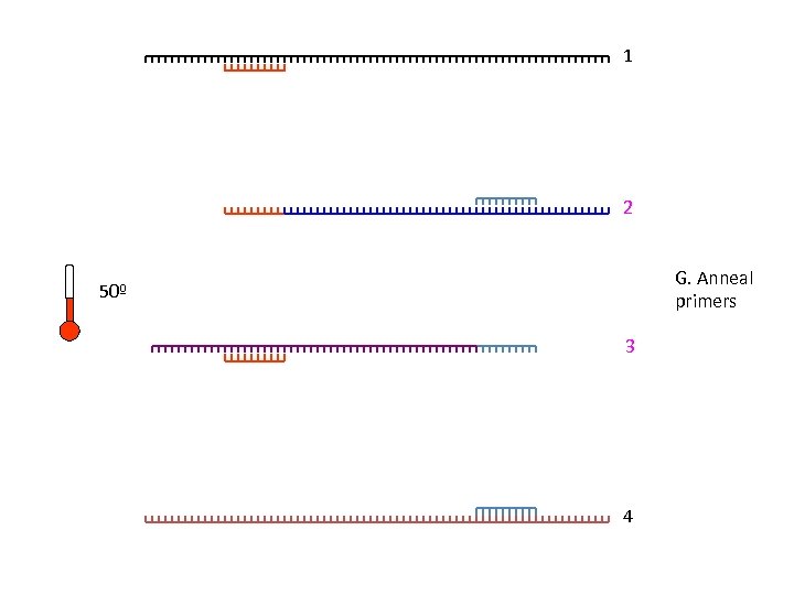1 2 G. Anneal primers 50º 3 4 